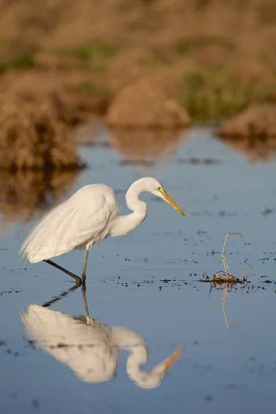 Μεγάλος egret — Φωτογραφία Αρχείου