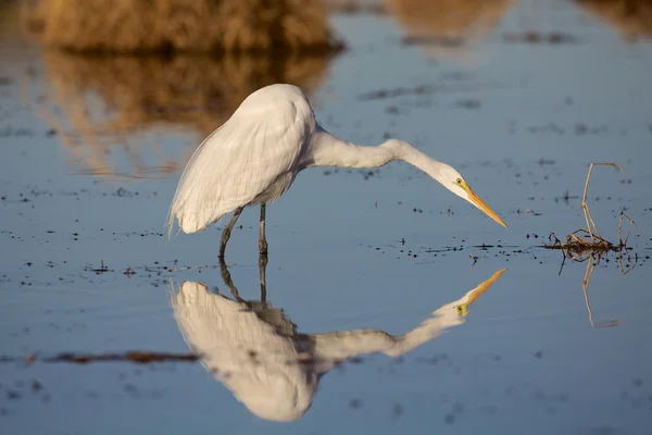 Μεγάλος egret — Φωτογραφία Αρχείου