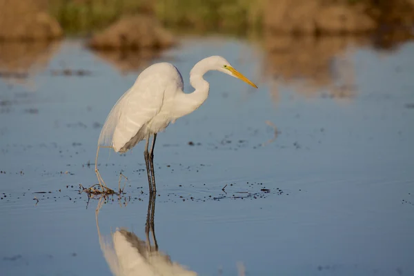 Μεγάλος egret — Φωτογραφία Αρχείου