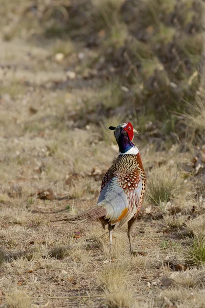 Rooster Pheasant — Stock Photo, Image