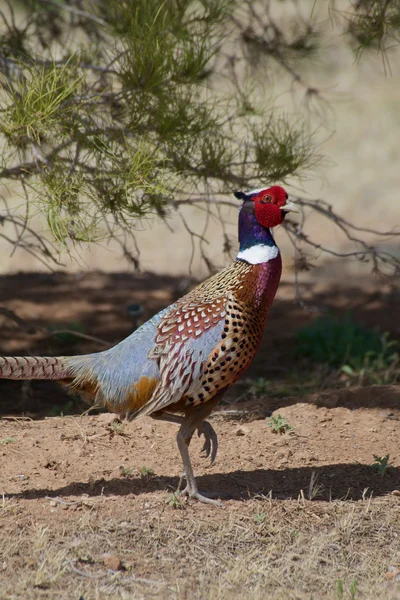 Rooster Pheasant — Stock Photo, Image