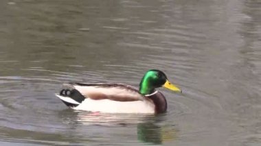 kötülük drake yeşilbaş