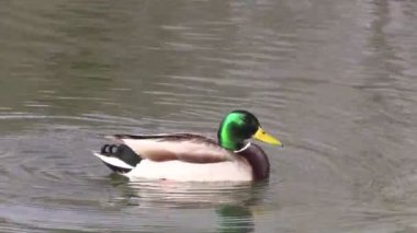 kötülük drake yeşilbaş