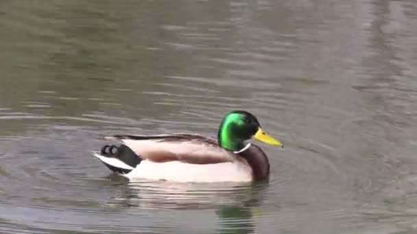 Drake Mallard Preening — Stock Video