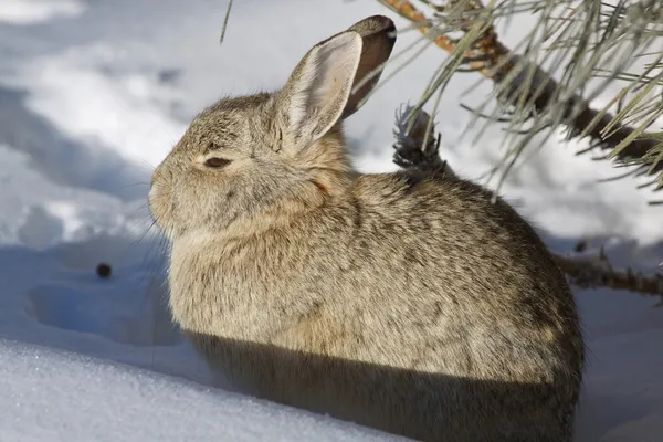 Lapin en coton dans la neige — Photo