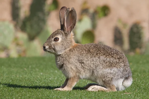 Desert Cottontail — Stock Photo, Image