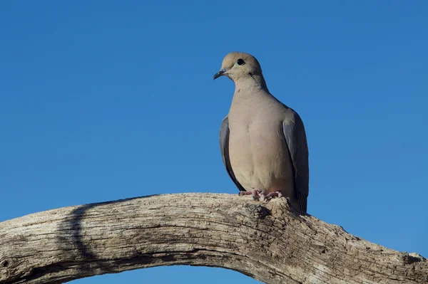 Smuteční dove — Stock fotografie