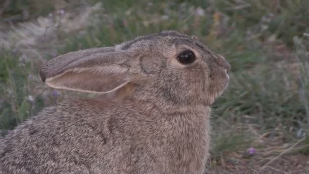 Cottontail konijn — Stockvideo