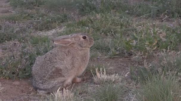 Cottontail konijn — Stockvideo