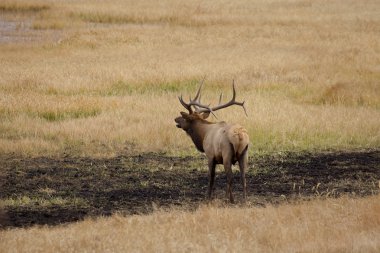 Boğa elk