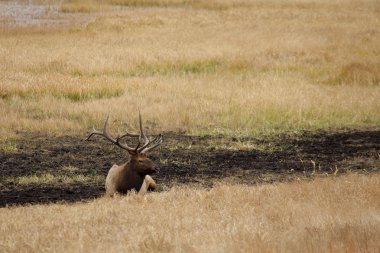 Boğa elk