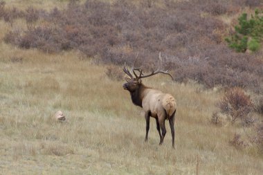 Boğa elk