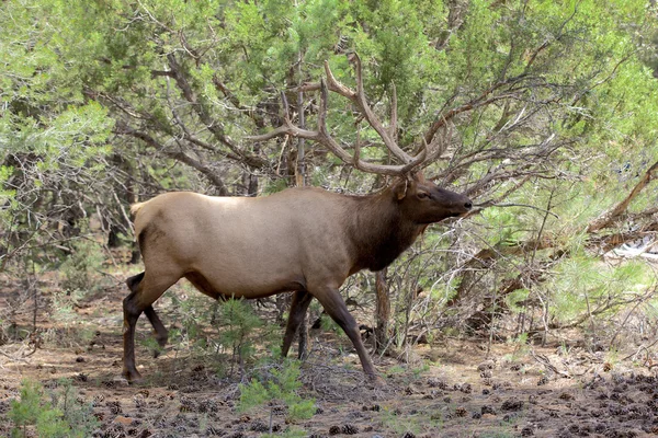 Býk elk — Stock fotografie