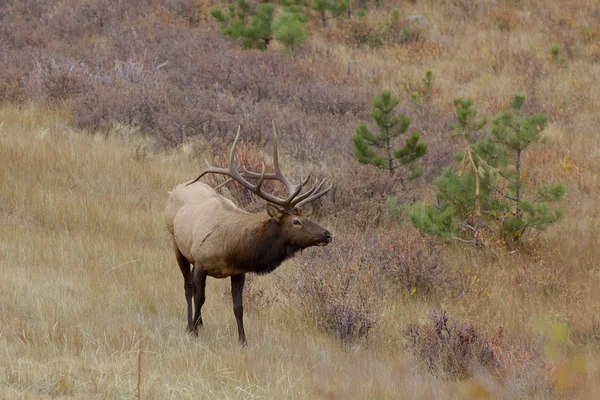 Býk elk — Stock fotografie