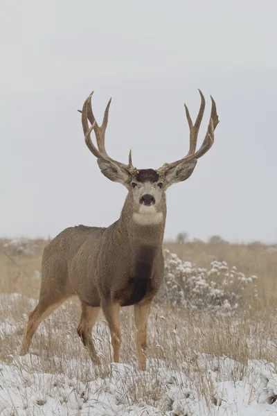 Mule Deer Buck na neve — Fotografia de Stock