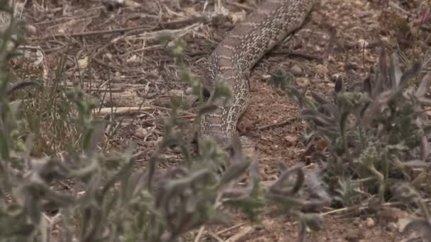 Bull snake — Stockvideo