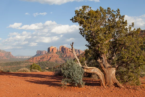 Sedona Arizona Rocher rouge Paysage — Photo