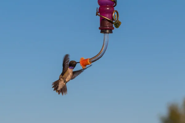 Hummingbird nero-chinned — Foto Stock