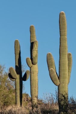 saguaro kaktüsü