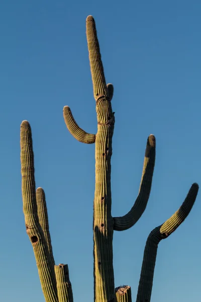 Cacto de saguaro — Fotografia de Stock