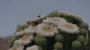Çölde açan saguaro kaktüsü