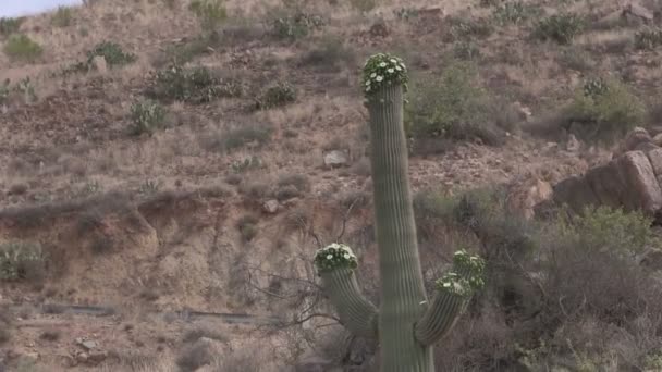 Цветущий в пустыне кактус Сагуаро — стоковое видео