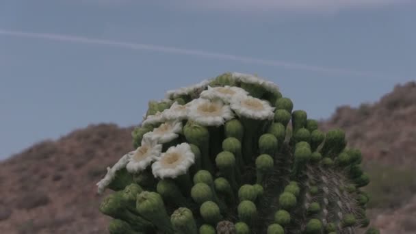 Saguaro cactus in de woestijn in bloei — Stockvideo