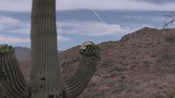 Çölde açan saguaro kaktüsü — Stok video