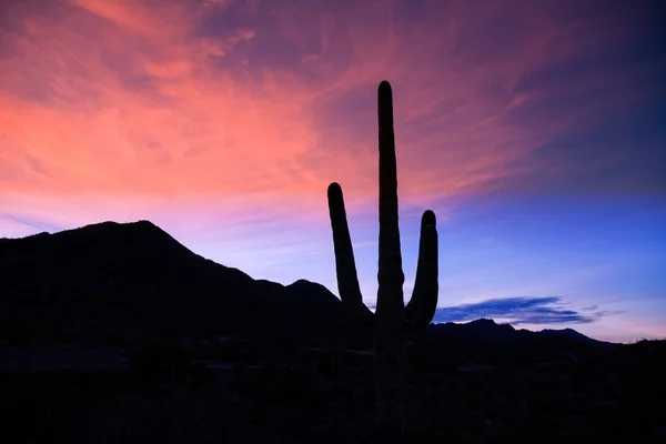 일출 saguaro — 스톡 사진