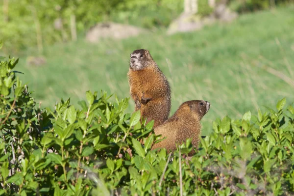 Marmotas de barriga amarela — Fotografia de Stock