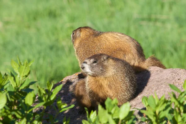 Yellow-bellied Marmots — Stock Photo, Image