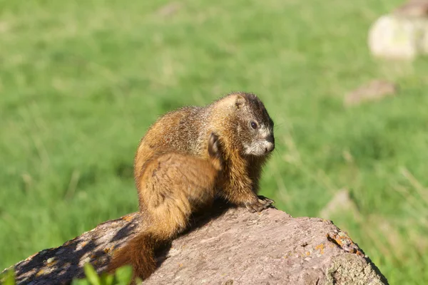 Gul marmot repor — Stockfoto