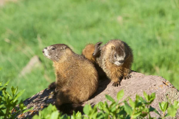 Marmotas de vientre amarillo — Foto de Stock