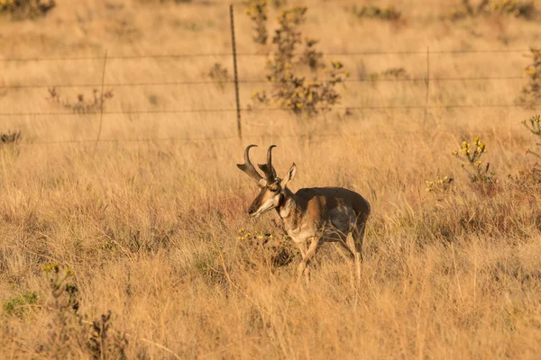 Pronghorn Buck — Φωτογραφία Αρχείου