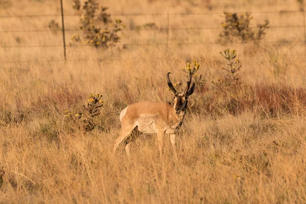 Antilope d'Amérique mâle — Photo