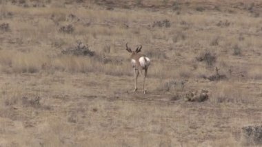Boynuzlu antilop Buck