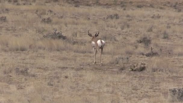 Pronghorn antilop buck — Stockvideo