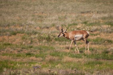 Boynuzlu antilop Buck
