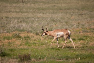 Boynuzlu antilop Buck