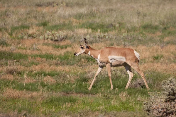 pronghorn antilop doe