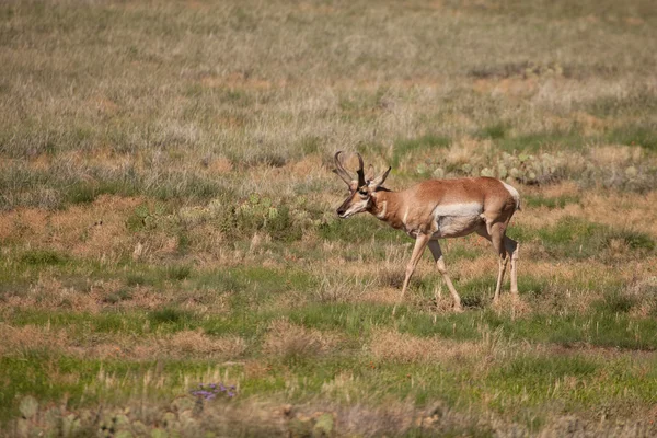 Pronghorn Antilopenbuck — Stockfoto