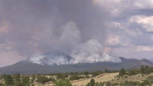 Incendio forestal de montaña — Vídeo de stock