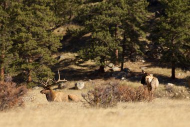 Boğa, inek geyik rut içinde
