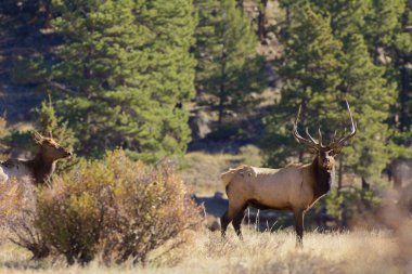 Boğa, inek geyik rut içinde
