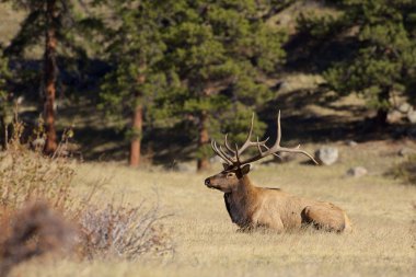 Çayırda yatmış nice boğa elk