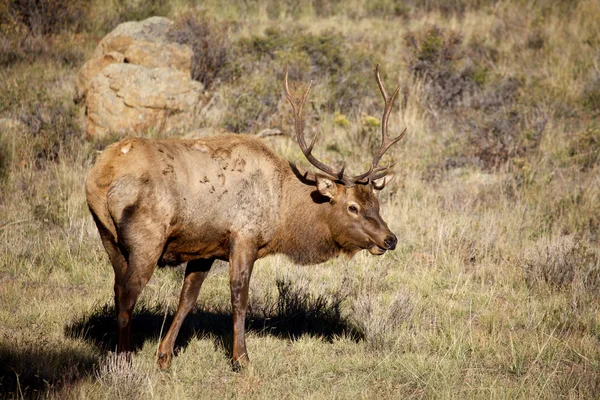 Nice Bull Elk in Meadow — Stock Photo, Image