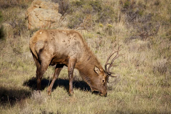 Nice Bull Elk in Meadow — Stock Photo, Image