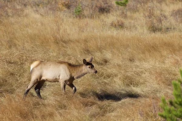 Tehén Elk — Stock Fotó