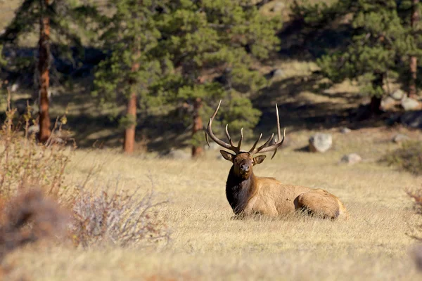 Nice Bull Elk Bedded in Meadow — Stock Photo, Image