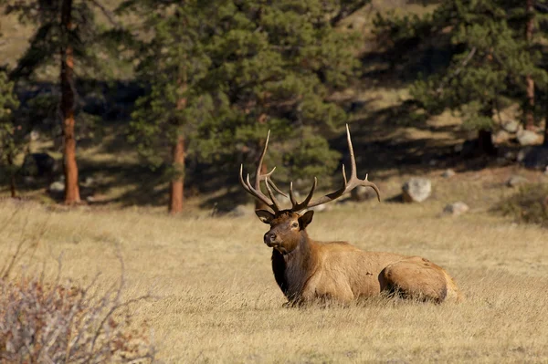 Nice Bull Elk Bedded in Meadow — Stock Photo, Image